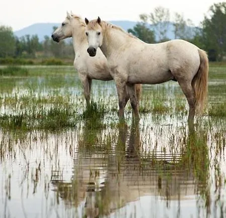 Escapade Cotiere Au Grau Du Roi