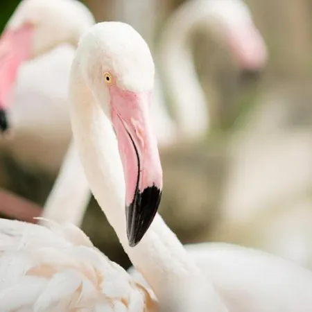 Escapade Cotiere Au Grau Du Roi Appartement *